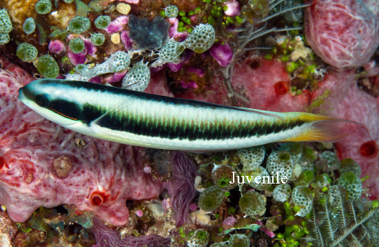  Thalassoma amblycephalum (Bluntheaded Wrasse)